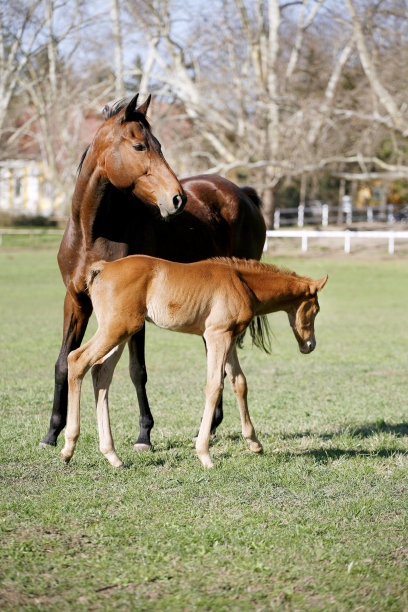 美丽的母马和小马驹在农村动物农场春天的照片图片下载