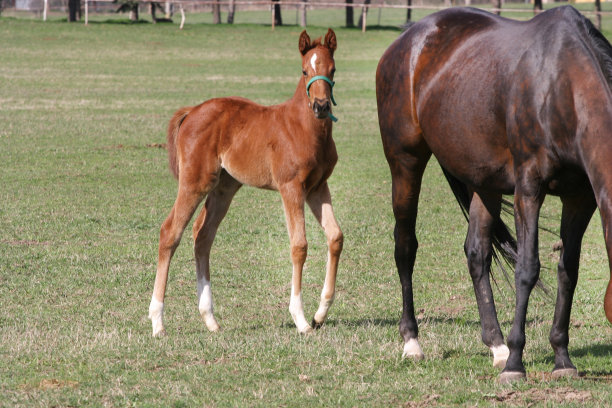 美丽的母马和小马驹在农村动物农场春天的照片图片下载