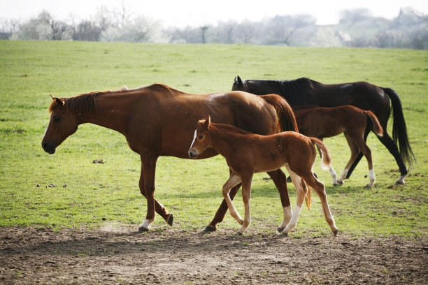 美丽的母马和小马驹在农村动物农场春天的照片图片下载