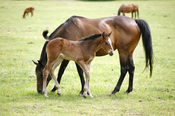 美丽的母马和小马驹在农村动物农场春天的照片图片下载