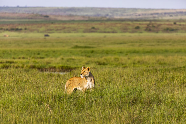 母狮子透过高高的草丛向外张望图片下载