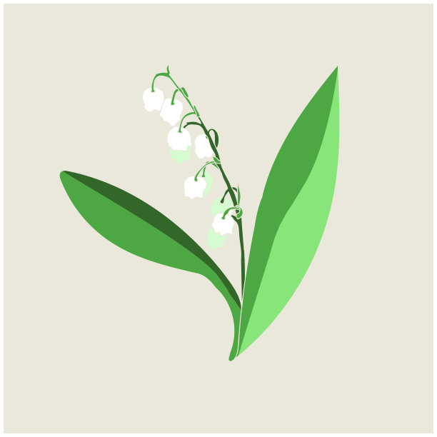 铃兰。图片下载