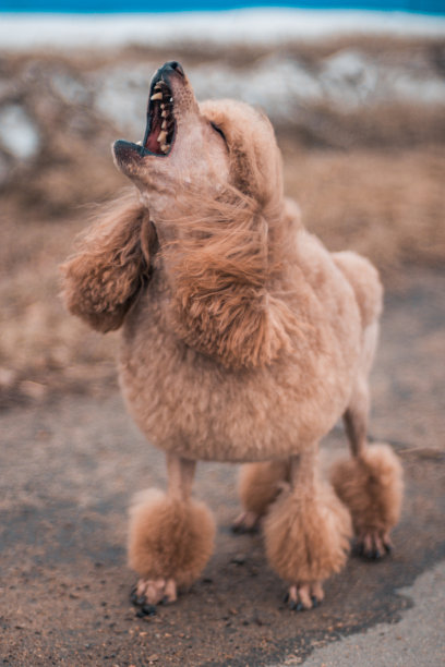 一只梳着有趣发型的有趣狮子狗在街上对行人吠叫。图片下载