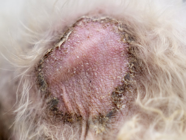 伤口褥疮皮肤上的狗西施慈祥近。图片下载