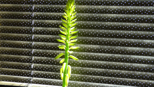 芦荟开花图片下载