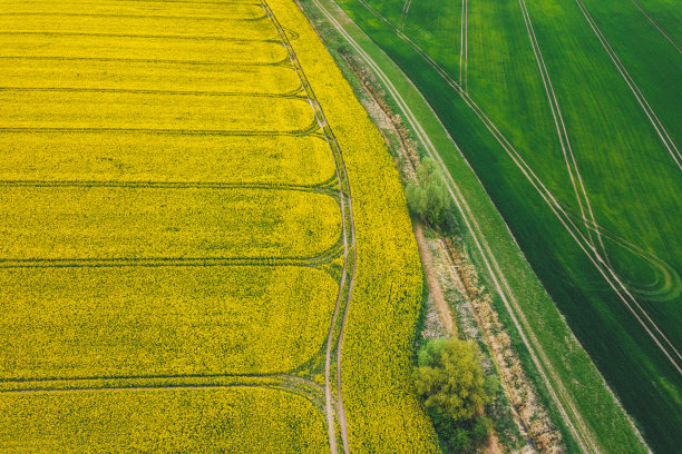 黄色的菜籽田旁边是一片绿色的牧场图片下载