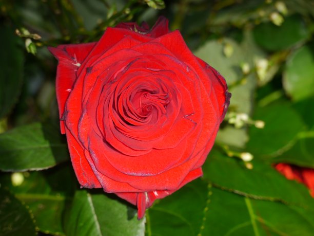 红玫瑰，玫瑰花瓣，玫瑰花朵，玫瑰在绿色鲜艳的背景图片下载