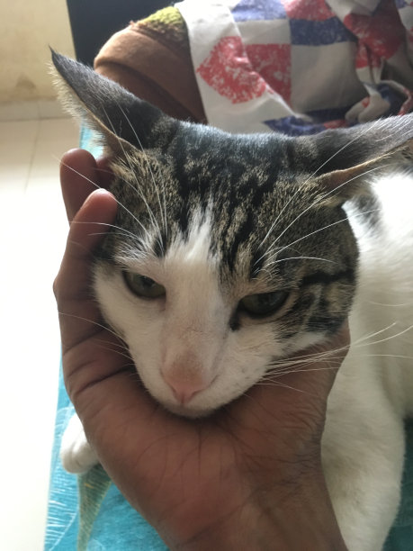 牵着猫脸的手图片下载