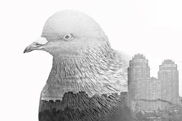 双重曝光与城市鸽子和城市与建筑物的观点，孤立。生态的概念图片下载