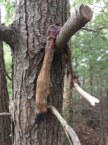 鹿在树上断了一条腿。图片下载
