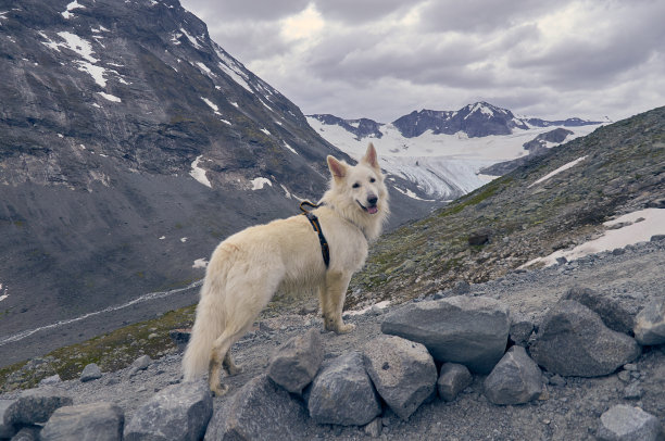 这是一只白色的瑞士牧羊犬站在挪威的一块岩石上的侧面照片。雪山耸立在他身后。图片下载