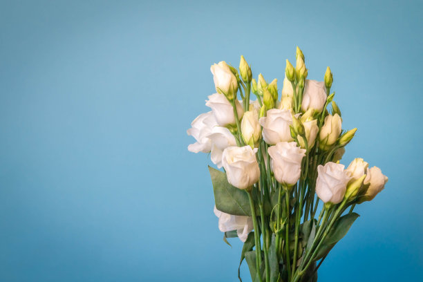 蓝色背景的白玫瑰花束素材图片