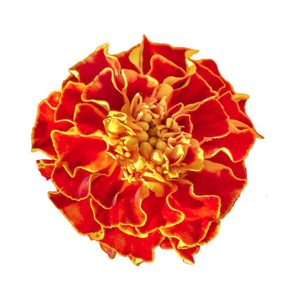 暖色花俯视图孤立的照片图片下载