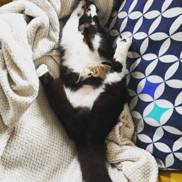 我家有只猫图片下载