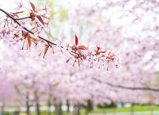 樱花。樱桃树枝特写。背景图片图片下载