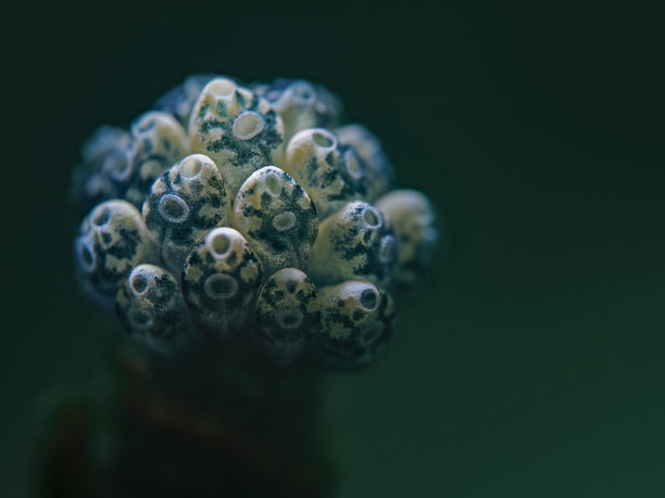 绿柄海鞘图片下载