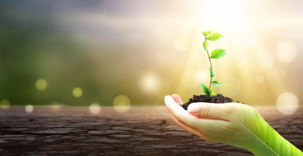 世界环境日理念:手持植物在模糊绿色自然的背景下图片下载