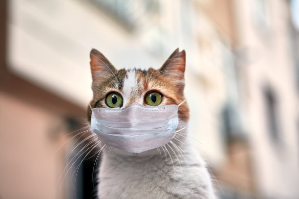 惊讶的伊斯坦布尔猫戴着口罩。图片下载