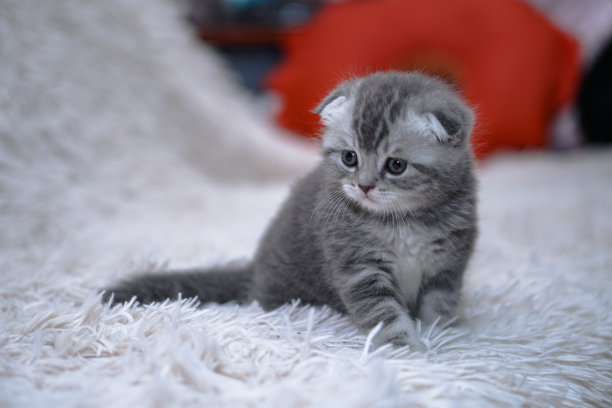 漂亮的家猫在沙发上晒太阳。家里的家畜。宠物在公寓里玩耍。库存图片图片下载