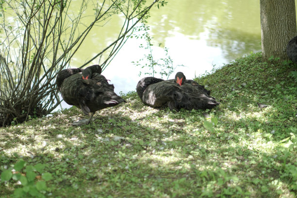 农场篱笆后面有一只公鸡的鸡家庭。农村地区的鸡宠物。库存图片图片下载