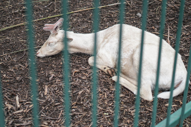 篱笆后面的绵羊和山羊在吃东西。农场主题饲养动物。股票工业主题图片下载