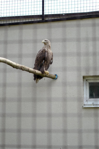鹰是圈养的鸟。动物园里动物的笼子。设计素材照片图片下载