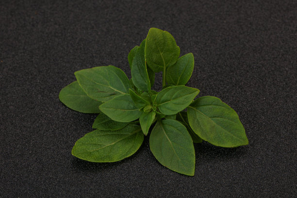 香料-绿罗勒叶图片下载