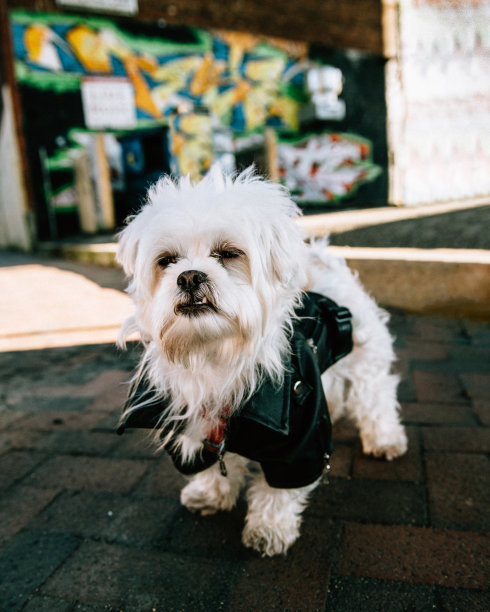 穿着黑色皮夹克的马耳他西施犬图片下载