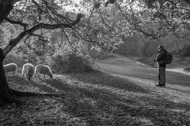 牧羊人和羊群图片下载