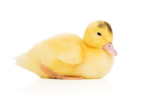 穆拉德家的小鸭子图片下载