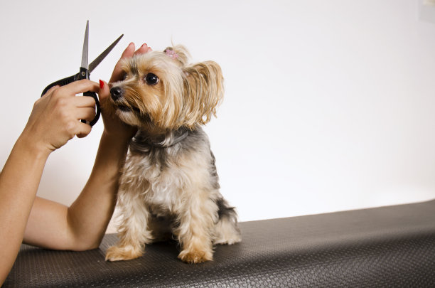 可爱，可爱的约克郡，在梳理之前。静静地坐在桌子上图片下载