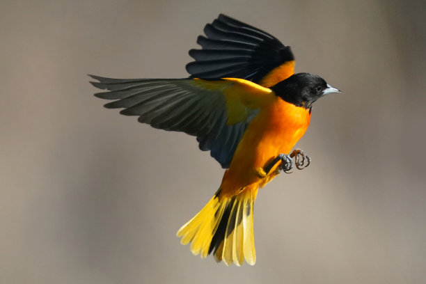 雄性巴尔的摩黄鹂鸟在飞行中图片下载