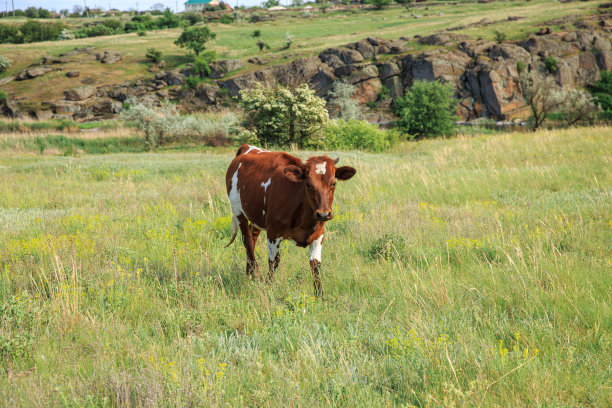 在春天一个阳光明媚的日子里吃草图片下载