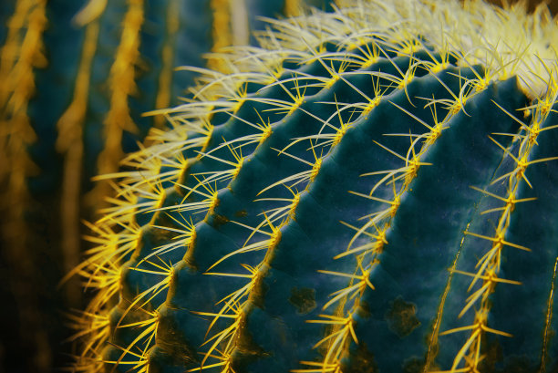 绿叶做背景和墙纸图片下载