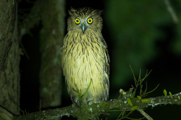 夜行鸟:成年巴菲鱼鸮或马来鱼鸮图片下载
