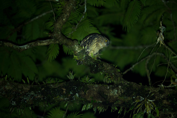夜行鸟:成年巴菲鱼鸮或马来鱼鸮图片下载