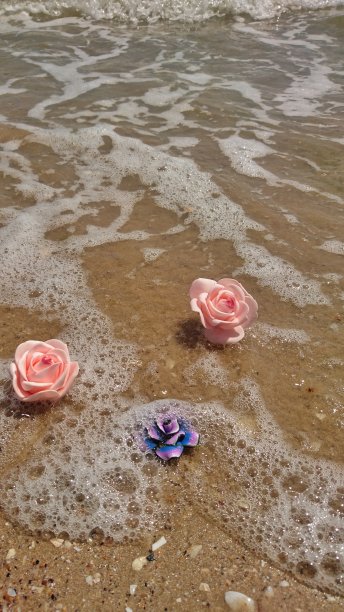 柔嫩的粉红玫瑰漂浮在海水中。海岸和沙子。对生活和爱的反思。图片下载