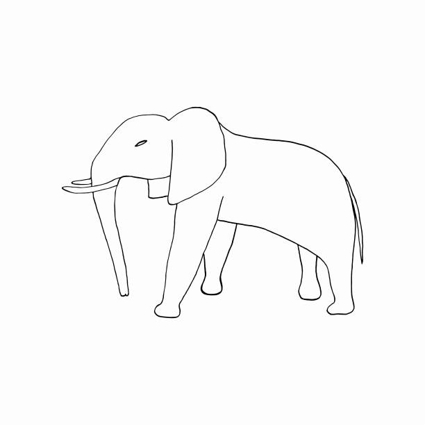 手绘大象在白色的背景图片下载