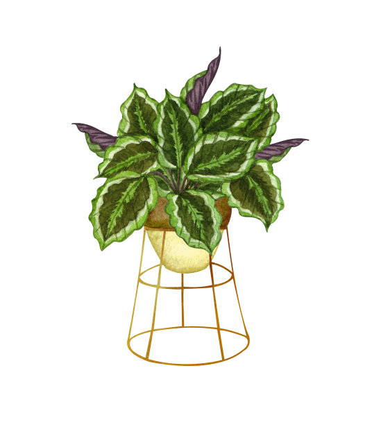 水彩植物插图。盆栽室内植物的。Calathea在一个锅孤立的白色背景。放荡不羁的植物图片下载