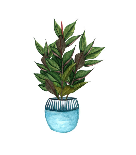 水彩植物插图。盆栽室内植物的。在白色背景上孤立的盆栽榕树。放荡不羁的植物。图片下载