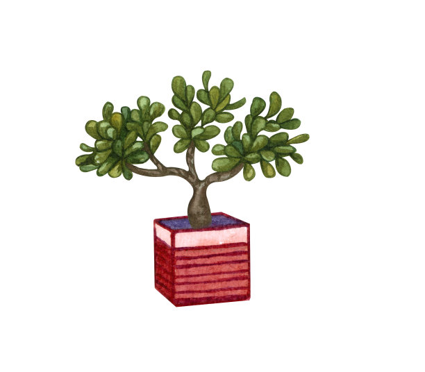 水彩植物插图。盆栽室内植物的。盆景在一个孤立的白色背景盆景。放荡不羁的植物。多汁。图片下载