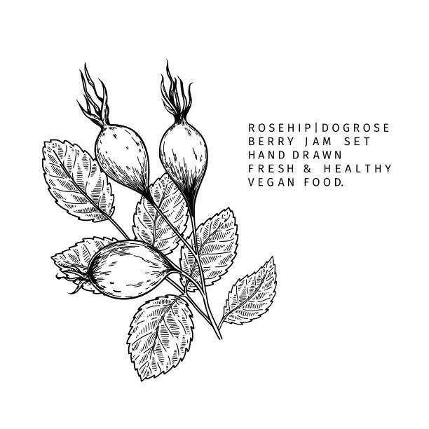 手绘野玫瑰的枝、叶、花和浆果。刻矢量插图。狗玫瑰，蔷薇植物。夏收，果酱或果酱果酱的素食成分。菜单，包装，化妆品和食品设计。图片下载