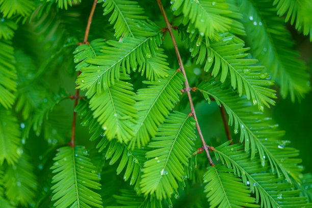 有水滴的绿色植物图片下载