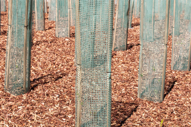 塑料网周围的树苗特写图片下载