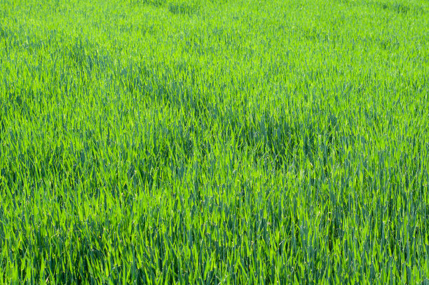 在黄昏的阳光下俯瞰麦田图片下载