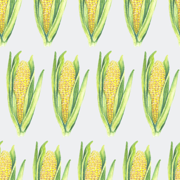 灰色背景下无缝隙的玉米棒叶片图案。生态蔬菜植物。FShop设计，健康生活方式，包装，纺织。手绘水彩插图。植物现实的艺术。图片下载