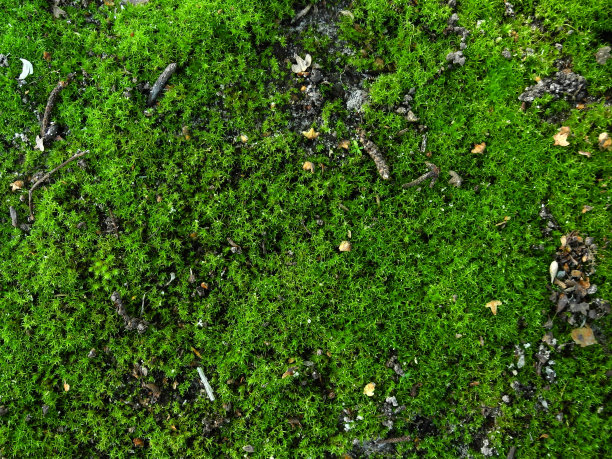 地上青苔图片下载