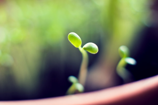 春天的一天，花园里长出了嫩芽。图片下载