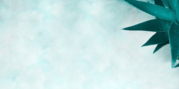 一个芦荟植物叶子的俯视图的特写，站在一个混凝土表面与异质的纹理。厂房概念、背景、平面布局。图片下载