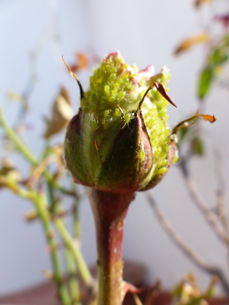 这是一朵被绿蚜虫折磨的玫瑰的微距图像。图片下载